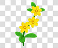 迎春花