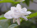 茉莉