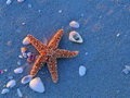 海星