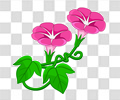 牵牛花
