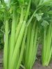 芹菜