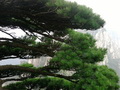松树