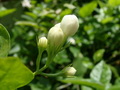 茉莉