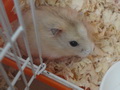 鼠