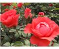 英国国花月季花