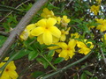 迎春花