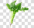 菠菜