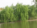 柳树
