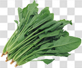 菠菜