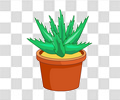 芦荟
