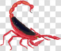 蝎子