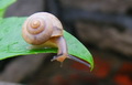 蜗牛