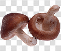 蘑菇