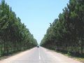 杨树