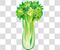 芹菜