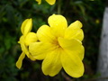 迎春花