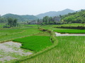 稻田