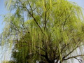 柳树