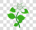 茉莉花