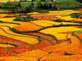 梯田