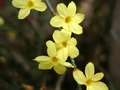 迎春花