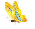 蝴蝶