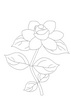 茉莉花