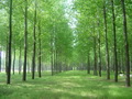 杨树