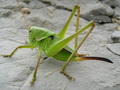 蝈蝈
