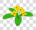桂花