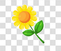黄花