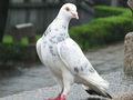 鸽子