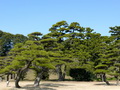 松树