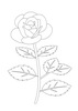 月季花