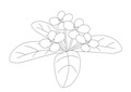 桂花
