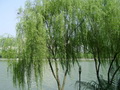 柳树