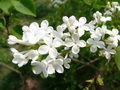 丁香
