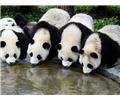 中国国宝 大熊猫