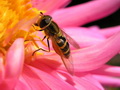 蜜蜂
