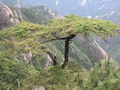 松树