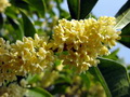 桂花