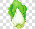 白菜