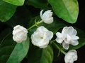 茉莉
