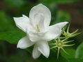 茉莉