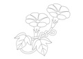 牵牛花