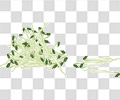 豆芽