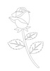 玫瑰花