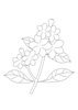 丁香花
