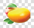 芒果