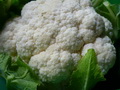 菜花